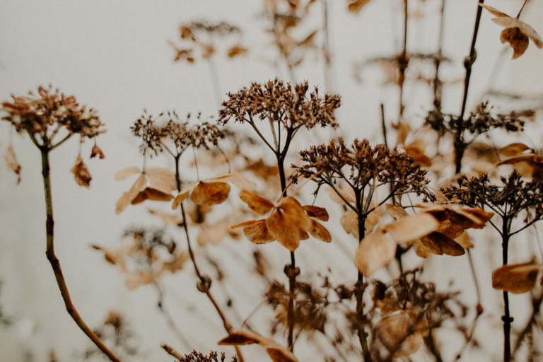 Maximizing Your Blog’s Reach: SEO Tips for Bloggers